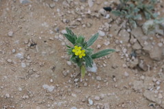 Arnebia hispidissima