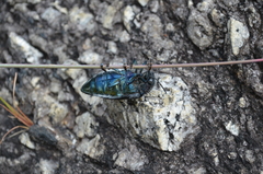Sternocera orissa variabilis