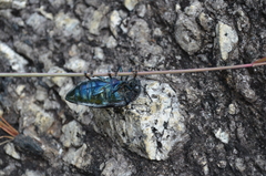 Sternocera orissa variabilis