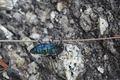 Sternocera orissa variabilis