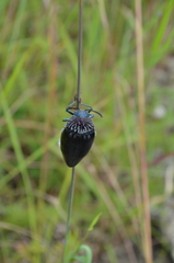 Sternocera orissa variabilis