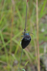 Sternocera orissa variabilis