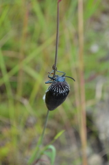 Sternocera orissa variabilis