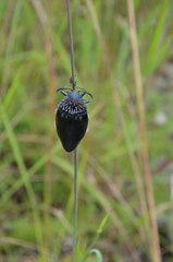 Sternocera orissa variabilis