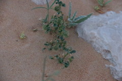 Medicago laciniata