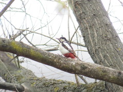 Dendrocopos major