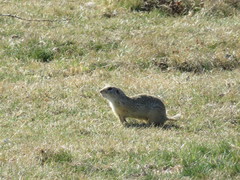 Spermophilus citellus