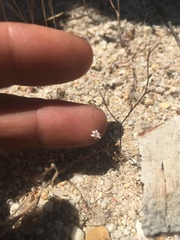 Nemacladus secundiflorus robbinsii