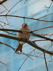 Fringilla coelebs