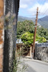 Symphyotrichum subulatum squamatum