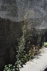 Symphyotrichum subulatum squamatum