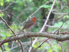 Erithacus rubecula