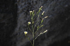 Symphyotrichum subulatum squamatum
