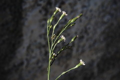 Symphyotrichum subulatum squamatum