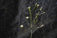 Symphyotrichum subulatum squamatum