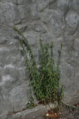 Erigeron sumatrensis