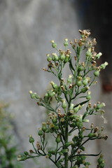 Erigeron sumatrensis