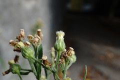 Erigeron sumatrensis