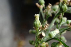 Erigeron sumatrensis