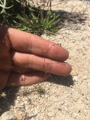 Nemacladus secundiflorus robbinsii