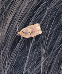 Argyrotaenia amatana