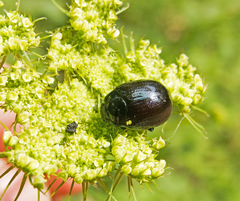 Chrysolina oricalcia