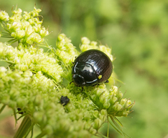 Chrysolina oricalcia