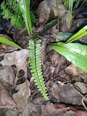 Asplenium normale