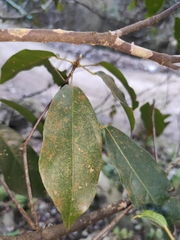 Sloanea sinensis
