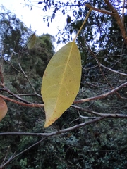 Sloanea sinensis