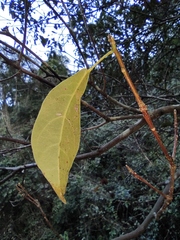 Sloanea sinensis