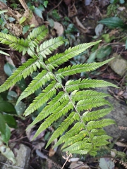 Polystichum luctuosum