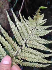 Polystichum luctuosum