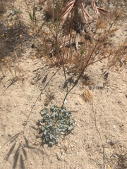 Eriogonum elegans