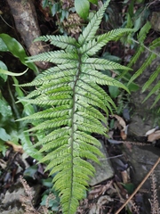 Polystichum luctuosum