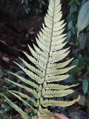 Polystichum luctuosum