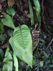 Neocheiropteris ovata