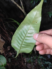 Neocheiropteris ovata
