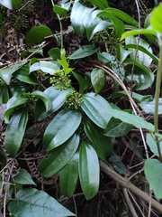 Smilax lanceifolia opaca