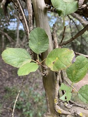 Cordia monoica
