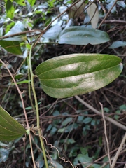Smilax lanceifolia opaca