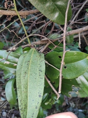 Smilax lanceifolia opaca