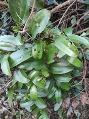 Smilax lanceifolia opaca