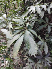 Lindera megaphylla
