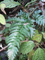 Arachniodes aristata