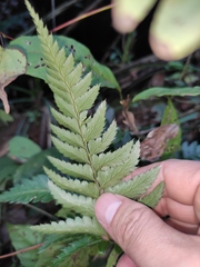 Arachniodes aristata