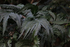 Arachniodes aristata