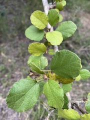 Cordia monoica