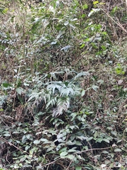 Arachniodes aristata