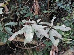 Lindera megaphylla